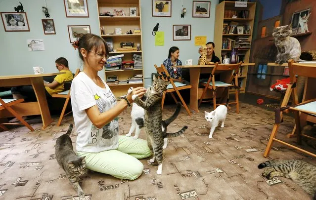 A woman plays with cats at the “Kis-Kis” Cat Cafe in the Siberian city of Krasnoyarsk, Russia, July 6, 2015. (Photo by Ilya Naymushin/Reuters)