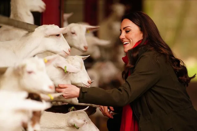 Britain's Catherine, Duchess of Cambridge, react as she meet goats during her visit to Pant Farm, a goat farm that has been providing milk to a local cheese producer for nearly 20 years, near Abergavenny, south Wales, on March 1, 2022. (Photo by Ben Birchall/Pool via AFP Photo)