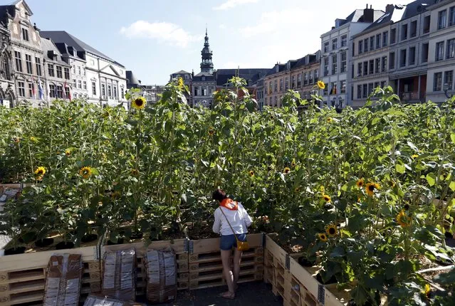A worker adjusts large boxes to set up a labyrinth made of some 8,000 sunflowers in Mons, Belgium, as part of the city's celebrations as European capital of culture, July 17, 2015. (Photo by Francois Lenoir/Reuters)
