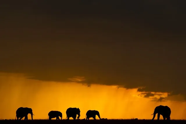 “African Fire”: Elephants at sunset. (Photo by Paul Goldstein/Rex Features)