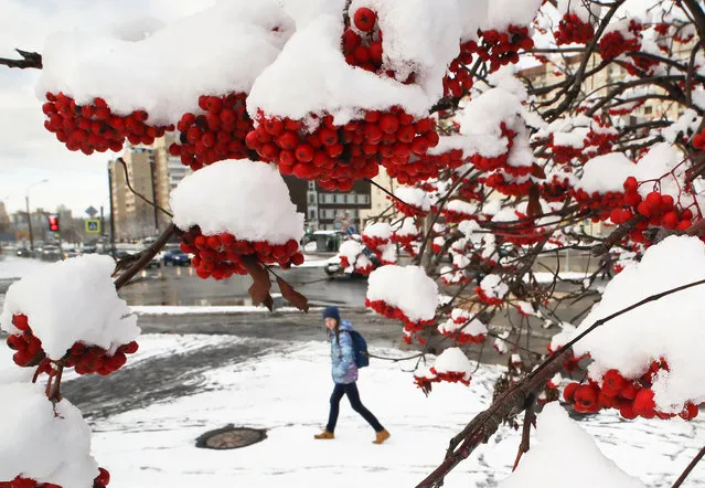 A girl walks past a snow covered rowanberry tree in St.Petersburg, Russia, Tuesday, October 29, 2019. North wind brought first snow to the St.Petersburg region. (Photo by Dmitri Lovetsky/AP Photo)