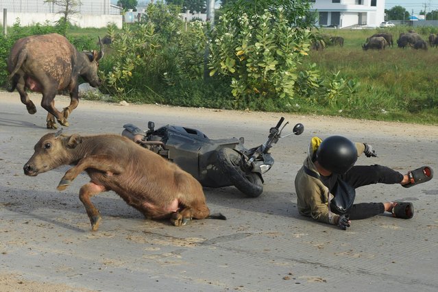 A man falls from his motorcycle after hitting a water buffalo on his way to work outside Phnom Penh, Cambodia, Friday, September 6, 2024. Cambodian animal owners have been warned to keep their animals, which often cause traffic accidents, leashed and could face prison time if relatives of those who die or are injured in such accidents initiate legal proceedings. (Photo by Heng Sinith/AP Photo)