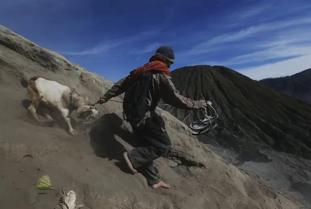 A man leads a goat down the slope of the mountain after managing to catch it from Hindu worshippers, who attempted to throw it into the crater as an offering, during the Kasada Festival at Mount Bromo in Probolinggo, Indonesia's East Java province, August 1, 2015. (Photo by Reuters/Beawiharta)