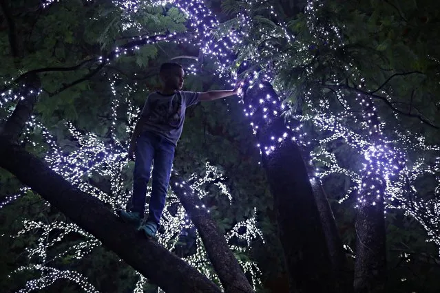 A child plays on a tree decorated with Christmas lights at Ibirapuera Park in Sao Paulo, Brazil on December 20, 2019. (Photo by Amanda Perobelli/Reuters)