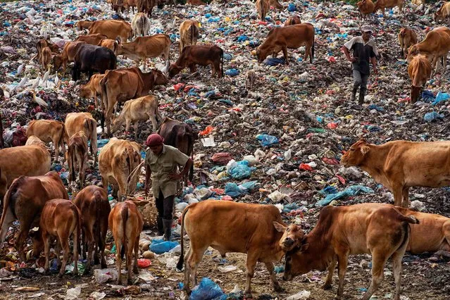 People look for recyclable items to sell amongst cattle at a landfill site in Lhokseumawe on May 13, 2022. (Photo by Azwar Ipank/AFP Photo)