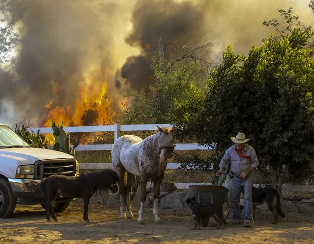Jimmy Romo, 73, leads a horse and other animals from his ranch as a wildfire burns behind them in Azusa, Calif., Monday, June 20, 2016. Police in the city of Azusa and parts of Duarte ordered hundreds of homes evacuated. (Photo by Ringo H.W. Chiu/AP Photo)