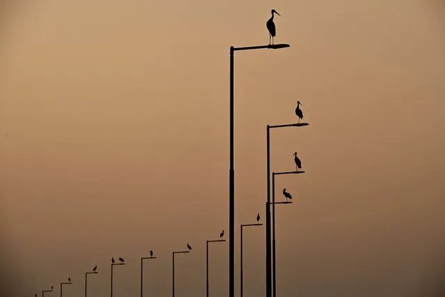 Storks rest on electric poles during sunset, near Debrecen, Hungary, Tuesday, May 31, 2022. (Photo by Zsolt Czegledi/MTI via AP Photo)