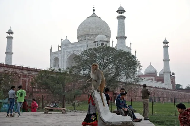 A monkey sits on a bench outside the historic Taj Mahal, where U.S. President Donald Trump and first lady Melania Trump are expected to visit, in Agra, February 23, 2020. (Photo by Rupak De Chowdhuri/Reuters)