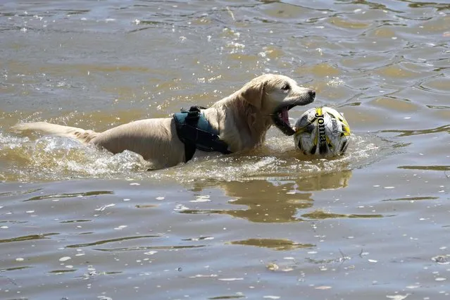 A dog plays with its football in the river Thames during sunny weather in London, Friday, July 15, 2022. British weather forcaster the Met Office has said temperatures are like to peak at the beginning of next week and has extended its Amber weather warning from Sunday to Tuesday. (Photo by Frank Augstein/AP Photo)