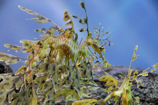 Leafy sea dragon