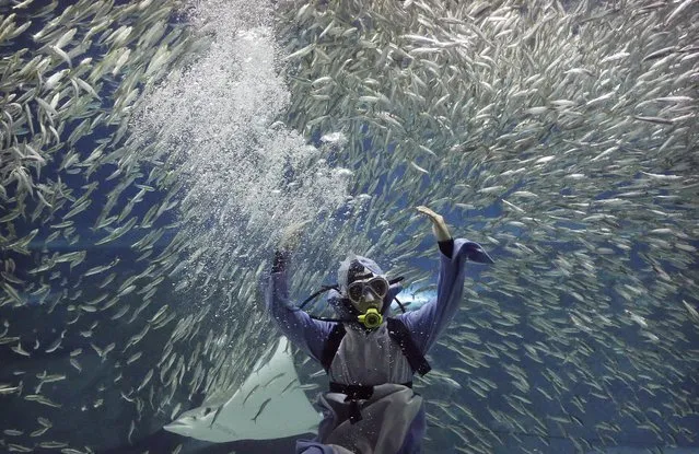 A diver performs with sardines as part of summer events at the Coex Aquarium in Seoul, South Korea, Friday, July 29, 2016. The aquarium features 40,000 sea creatures from over 600 different species. (Photo by Ahn Young-joon/AP Photo)