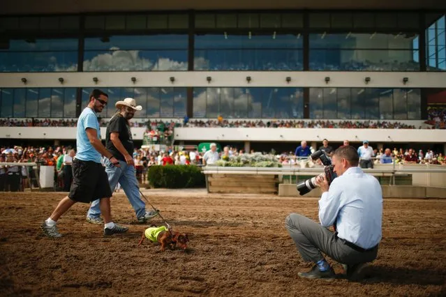 Lincoln Log is led to the starting gate by his owner, Michael Long, for the fourth heat of a dog race, September 1, 2014, at Canterbury Park, in Shakopee, Minn. (Photo by Jeff Wheeler/AP Photo/The Star Tribune)