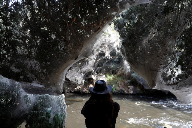 Igor Armicach, a doctoral student at Hebrew University's Archnid Collection, looks onto giant spider webs, spun by long-jawed spiders (Tetragnatha), covering sections of the vegetation along the Soreq creek bank, near Jerusalem on November 7, 2017. (Photo by Ronen Zvulun/Reuters)