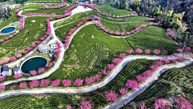 Aerial view of plum blossoms at a tea garden in early spring on February 16, 2025 in Yichang, Hubei Province of China. (Photo by Wu Chengzhong/VCG via Getty Images)