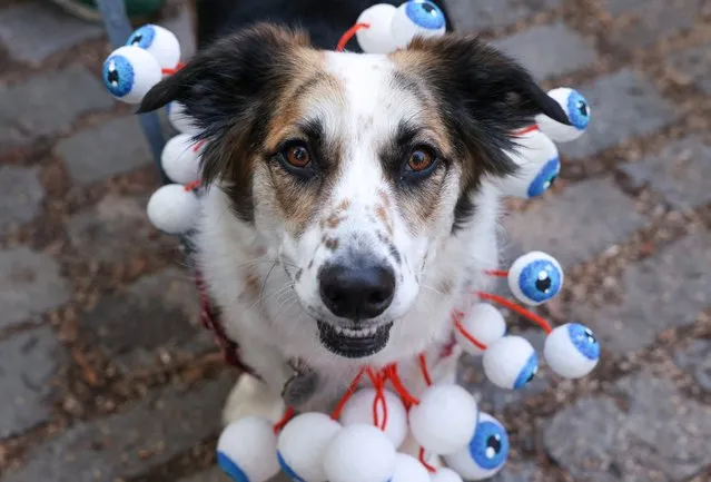 Spud, an Australian shepherd, wears a costume during the Halloween Dog Parade at Tompkins Square Park in New York City, U.S., October 22, 2022. (Photo by Caitlin Ochs/Reuters)