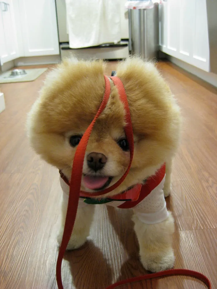 Meet Boo – The World's Cutest Dog