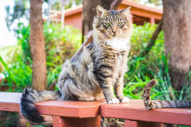 A fluffy cat has its hair ruffled by the wing at the shade at the Lanai Cat Sanctuary in Hawaii. (Photo by Andrew Marttila/Caters News Agency)