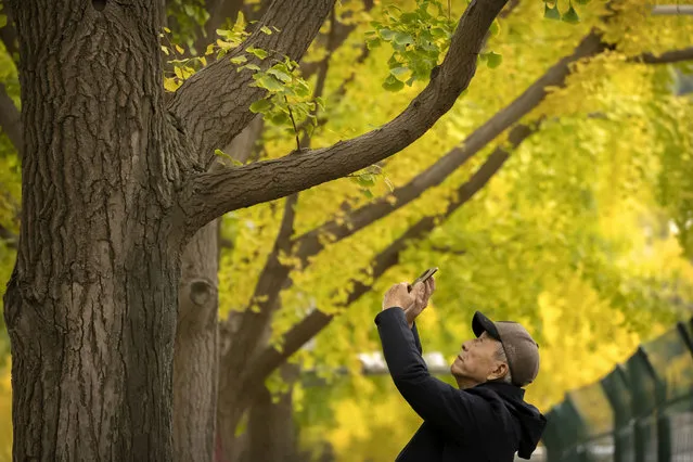 A man takes smartphone photos along a street lined with trees with leaves turning yellow in Beijing, Saturday, October 29, 2022. (Photo by Mark Schiefelbein/AP Photo)