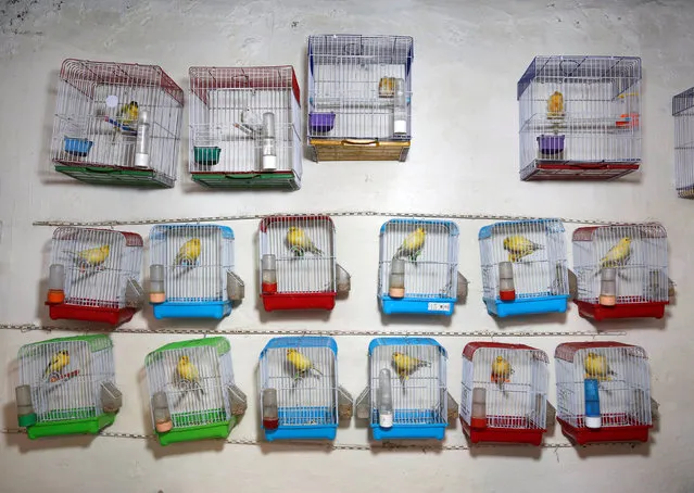 Canary cages are displayed inside a shop at a bird market in Kabul, Afghanistan on December 3, 2017. (Photo by Mohammad Ismail/Reuters)