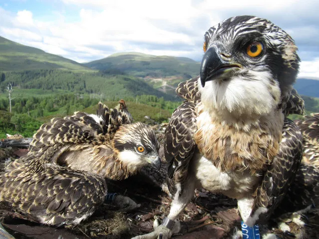 Osprey chicks that hatched at Loch Arkaig pine forest in the Highlands about five weeks ago achieve fame on a live-stream nest camera during lockdown in Highlands, Scotland on June 6, 2020. The chicks, which are barely five weeks old, have been watched by over 250,000 viewers around the world. (Photo by Lewis Pate/WTML/PA Wire Press Association)