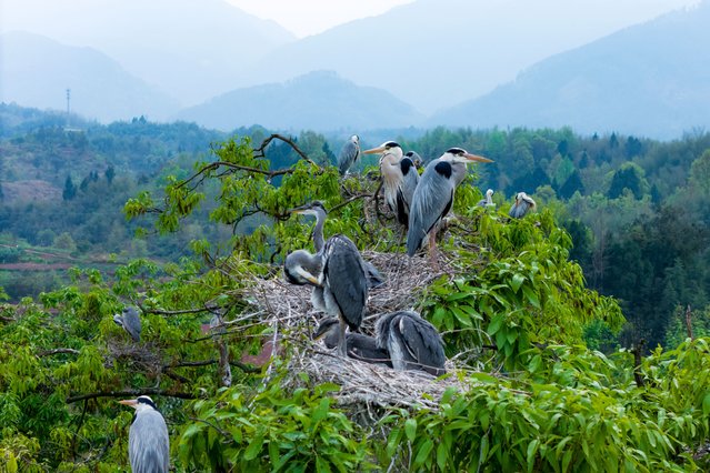 Egrets nest and breed in a forest in Chongqing, China, on April 5, 2025. (Photo by Costfoto/NurPhoto via Getty Images)