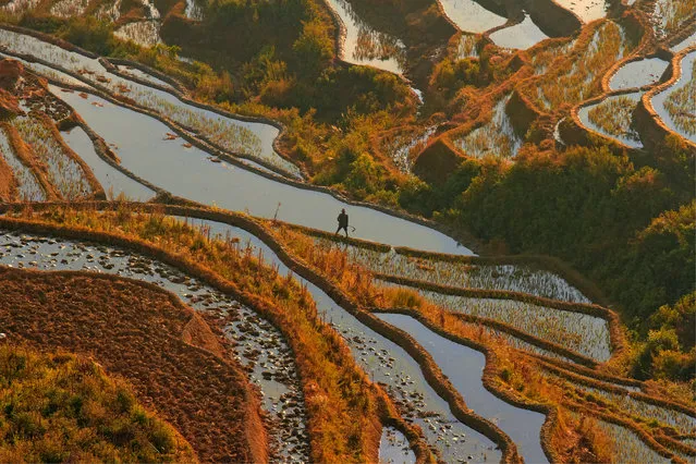 “Good morning sunshine”. Working on rice terraces. Photo location: Yunnan, China. (Photo and caption by Cezary Filew/National Geographic Photo Contest)