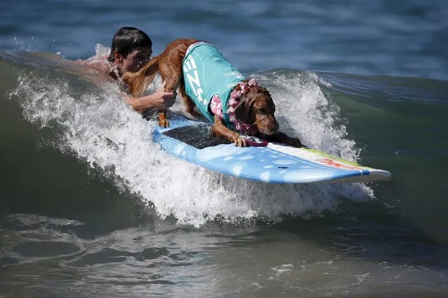 A dog surfs during the Surf City Surf Dog Contest in Huntington Beach, California September 27, 2015. (Photo by Lucy Nicholson/Reuters)