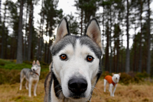 Huskies wait for practice at a forest course ahead of the Aviemore Sled Dog Rally on January 24, 2016 in Feshiebridge, Scotland. Huskies and sledders prepare ahead of the Siberian Husky Club of Great Britain 34th race taking place at Loch Morlich this weekend near Aviemore. (Photo by Jeff J. Mitchell/Getty Images)
