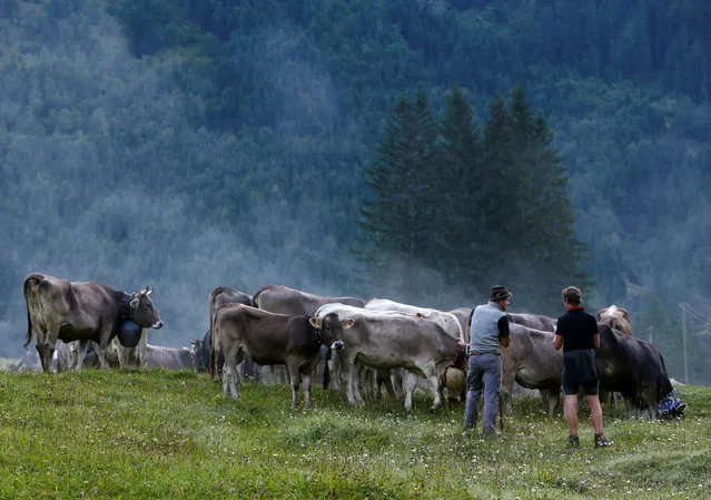 Bavarian farmers escort cows during the traditional “Almabtrieb” in Bad Hindelang, Germany, September 10, 2016. (Photo by Michaela Rehle/Reuters)