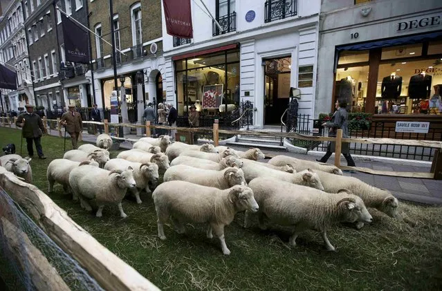 Shepherd Ben Blackmore (L) stands with his flock of Exmoor Horn sheep in Savile Row, London, Britain October 5, 2015. (Photo by Peter Nicholls/Reuters)