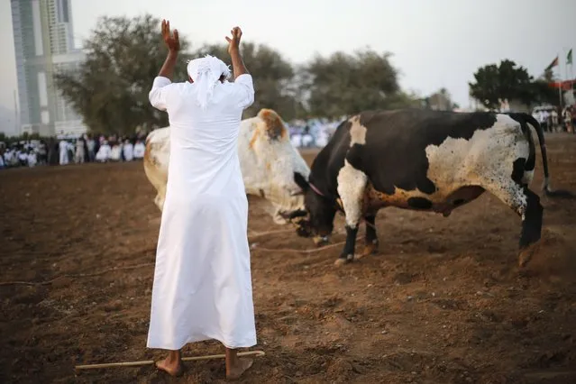 A man raises his hands to announce the end of a bullfight between two bulls in the eastern emirate of Fujairah October 17, 2014. (Photo by Ahmed Jadallah/Reuters)
