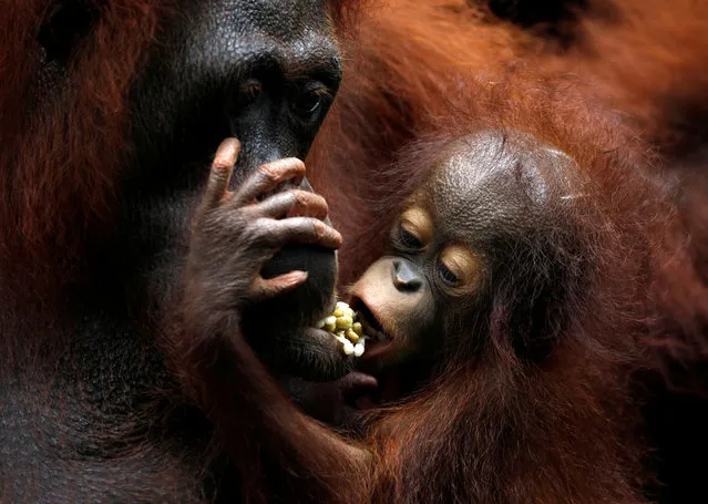 Khansa, the Singapore Zoo's 46th orangutan baby, clings to its mother Anita during a media tour to showcase newborn animals at the Singapore Zoo on January 11, 2018. (Photo by Edgar Su/Reuters)