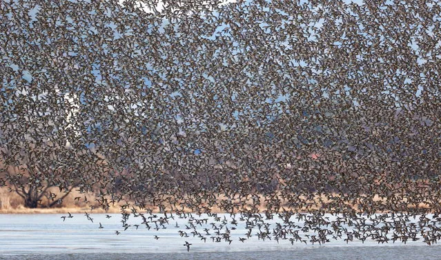 A swarm of spectacled teals flies over the Junam Reservoir, a migratory bird habitat, in Changwon, South Gyeongsang Province, South Korea, 18 December 2022. (Photo by Yonhap/EPA/EFE)