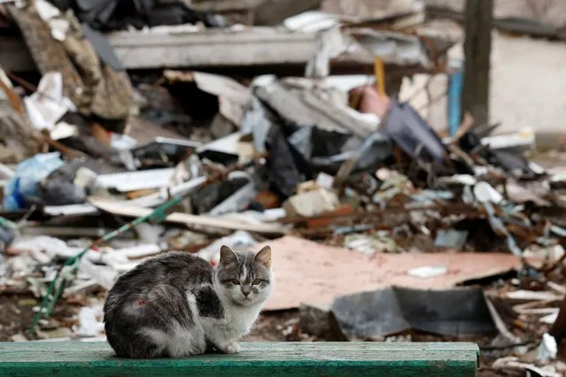 A cat with shrapnel damage sits at an apartment block destroyed by a missile strike, as Russia's attack on Ukraine continues, from the frontline Donbas city of Bakhmut, Ukraine on January 5, 2023. (Photo by Clodagh Kilcoyne/Reuters)