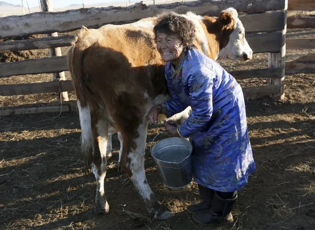 Sendin Ondar, 77, the wife of herder and farmer Stai-ool Ondar, shouts to a woman while milking a cow at their family farm located near the Cheder Lake outside the village of Kur-Cher in Tuva region, Southern Siberia, Russia, October 8, 2015. (Photo by Ilya Naymushin/Reuters)