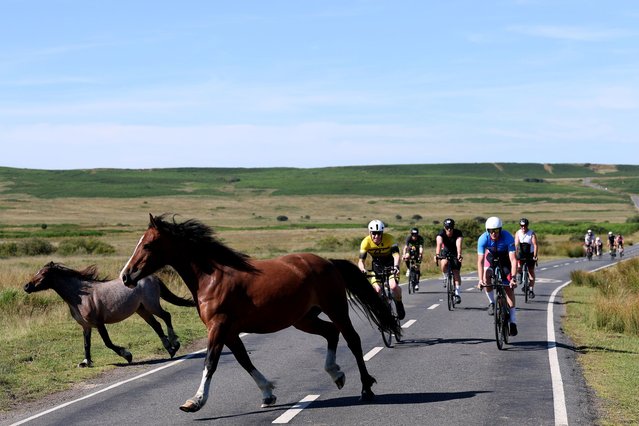 Athletes keep their focus as wild horses cross the road during the bike leg of the 2025 IRONMAN 70.3 Swansea on July 13, 2025 in Swansea, Wales. (Photo by Michael Steele/Getty Images for Ironman)