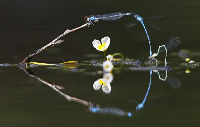 In this photo taken on Thursday, June 16, 2016, dragonflies fly above surface of a lake on a sunny day in the village of Viazynka, some 40 km (25 miles) northwest of Minsk, Belarus. (Photo by Sergei Grits/AP Photo)