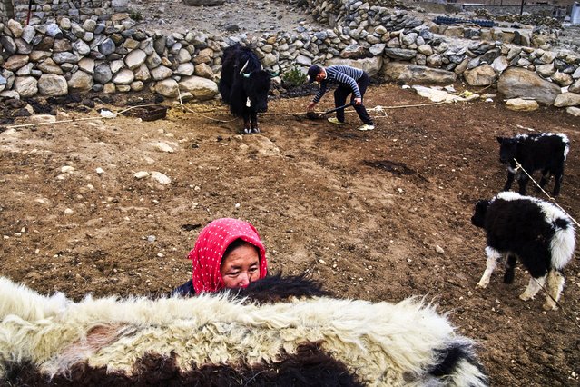 Tanzin Dolma, foreground, milks a yak as her husband, Punchuk Namdol, collects dung on an early morning in Maan village, Ladakh, India, Tuesday, July 8, 2025. (Photo by Dar Yasin/AP Photo)