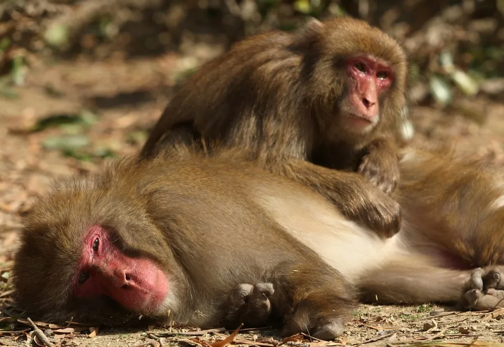 Japanese Macaque Monkeys Suffer Hay Fever