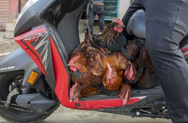 A man transports chicken on a motorscooter to the chicken market in Kathmandu, Nepal, 07 February 2023. Cases of bird flu, or avian influenza, infections have been confirmed in three places in the Kathmandu Valley, according to the Ministry of Agriculture and Livestock Development (MoALD), causing a drop in sales of chicken in the valley after the spread of the flu news. (Photo by Narendra Shrestha/EPA)