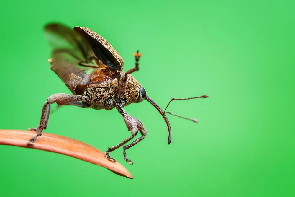 Luminar Bug Photographer of the Year 2020 Winners