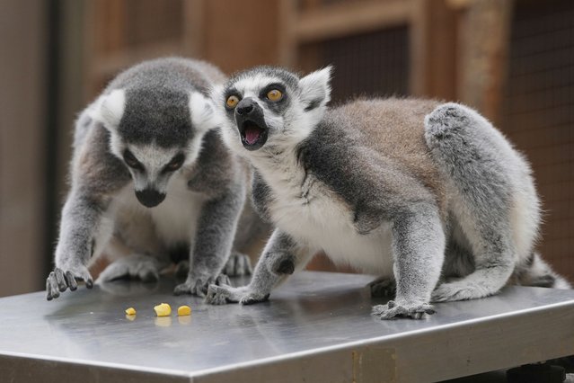 Ring-tailed Lemurs sit on a measuring scale as keepers at London Zoo record animals' vital statistics at the annual weigh-in as a way of monitoring their health, development and even identifying pregnancies, in London, Tuesday, August 19, 2025. (Photo by Kirsty Wigglesworth/AP Photo)
