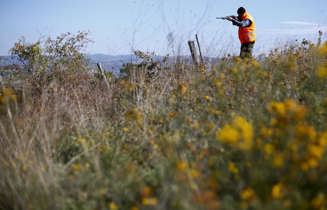 Lorenzo Tello points his rifle at a wild boar during a hunt in Castell'Azzara, Tuscany, central Italy, October 23, 2015. (Photo by Max Rossi/Reuters)