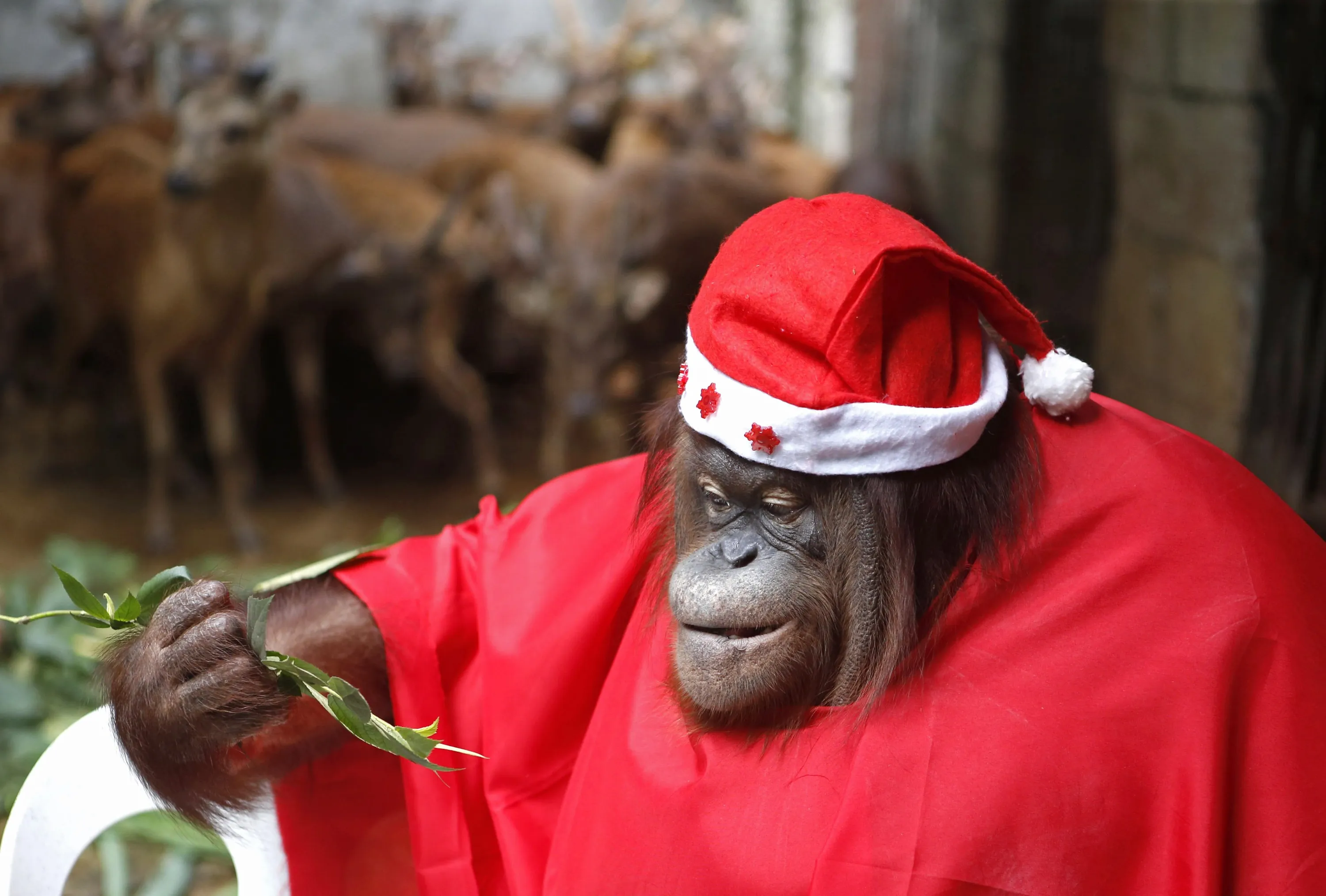 Новый год обезьян. Новогодняя обезьяна. Обезьяна в новогодней шапке. Костюм обезьяны. Обезьяна дед Мороз.