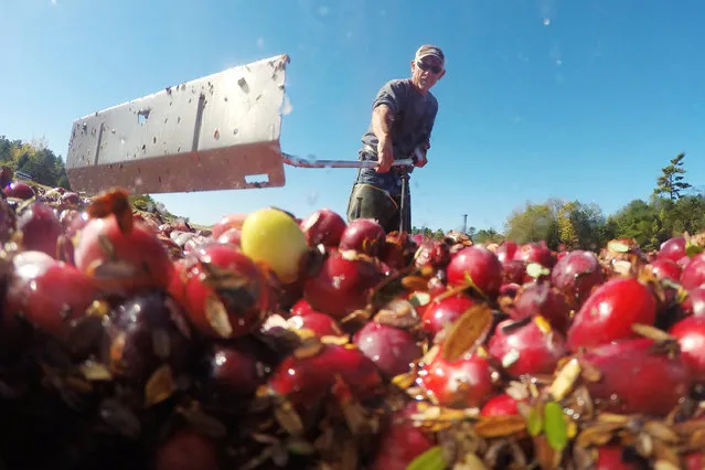 Workers harvest cranberries from one of third-generation farmer Larry Harju's bogs in Carver, Massachusetts, U.S. October 14, 2016. (Photo by Brian Snyder/Reuters)