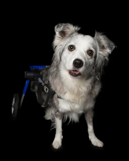 “Jessie”. Australian shepherd x border collie. Severed her spine in a freak accident and became paralysed in her rear legs. (Photo by Alex Cearns/The Guardian)
