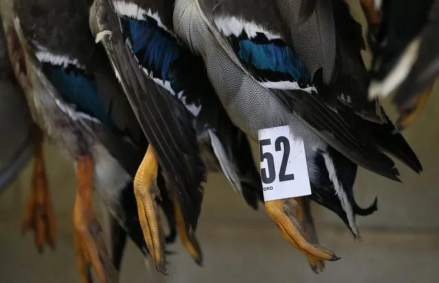 Ducks are hung before being sold during the Turkey and dressed poultry auction at Chelford Market, northern England December 22, 2014. (Photo by Phil Noble/Reuters)