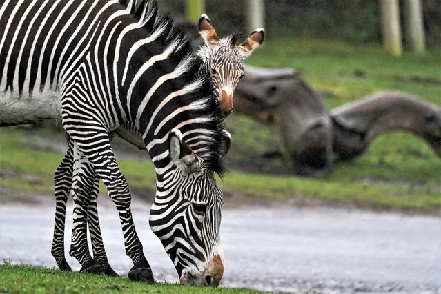 Newborn Grevy's zebra Lola, who was born during the early hours of March 17 to 12-year-old mum, Akuna, at West Midland Safari Park, Bewdley, Worcestershire on Wednesday, March 29, 2023. The Park's Grevy's zebra are listed as “endangered” by the IUCN (International Union for the Conservation of Nature) and are part of a collaborative European breeding programme, that aims to conserve endangered species. (Photo by Jacob King/PA Images via Getty Images)