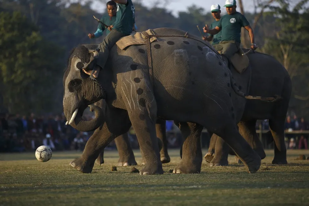 Elephant Festival in Nepal