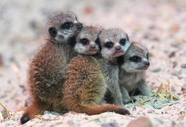 Meerkat pups enjoy their first halloween with a pumpkin at Blair Drummond Safari Park near Stirling, UK on Wednesday, October 29, 2025, as animals embrace the Halloween spirit with special themed enrichment sessions, part of Blair Drummond's ongoing HalloWILD event, a family-friendly autumn celebration running until the 31st of October. (Photo by Andrew Milligan/PA Images via Getty Images)